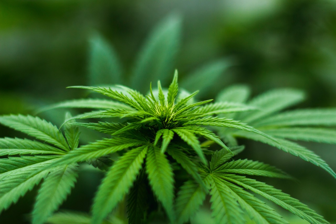 How to Invest In Marijuana Stocks And Give Your Portfolio An Amazing High and Not Get In Trouble.